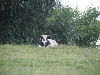 Black and white cow (Holstein Friesian)